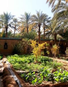 Κήπος έξω από το Riad Dar Sofian