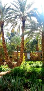 Κήπος έξω από το Riad Dar Sofian