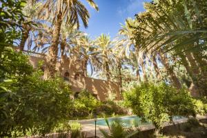 un patio con palmeras y una piscina en 7 bedrooms house with shared pool terrace and wifi at Zagora, en Zagora