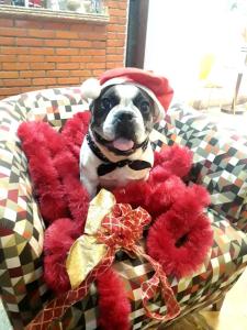 a dog wearing a santa hat sitting in a basket with red teddy bears at Hotel Verdes Mares in Ouro Branco