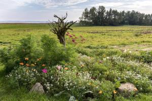 GriebenにあるLeuchtturmblick - Ferienwohnung für die Familie in Grieben Insel Hiddenseeの木の花畑