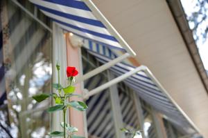 a red rose on a plant in front of a house at Hotel Gruber in Steinheim