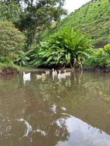 un grupo de patos nadando en el agua en La Victoria Hotel Campestre, en Quimbaya