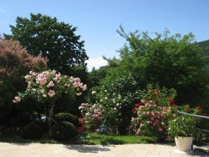 Zahrada ubytování Hotel Anna