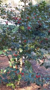 a tree with red berries on it in a garden at Cabaña en plena naturaleza Parque Natural Río mundo in Riópar