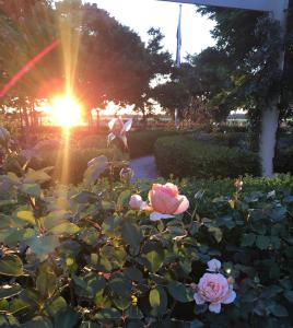 a garden with pink roses in the sunset at Barossa House in Tanunda