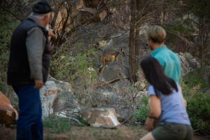 a group of people looking at a deer in the woods at Wilpena Pound Resort in Flinders Ranges