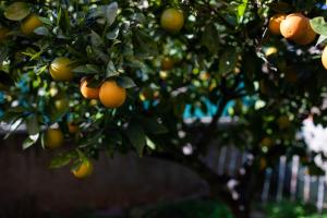 Zdjęcie z galerii obiektu FLORIT FLATS - The Orange Lemon Tree House w mieście La Eliana