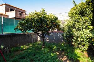 Ogród w obiekcie FLORIT FLATS - The Orange Lemon Tree House