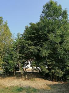 un gran árbol en medio de un campo en Camping Weides en Küps