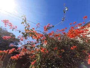 un árbol con flores rojas delante de un cielo azul en Portal Amor e Luz Hospedagem, en São Thomé das Letras