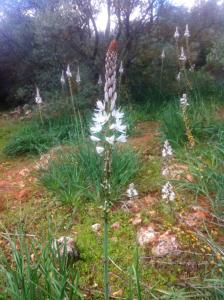 A garden outside Cosy house in Estepa with mountain view