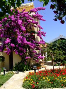 un árbol con flores púrpuras delante de un edificio en Apartments Biskup, en Privlaka