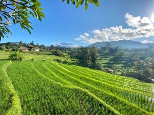 a field of green grass with mountains in the background at Abian Ayu Villa in Sidemen