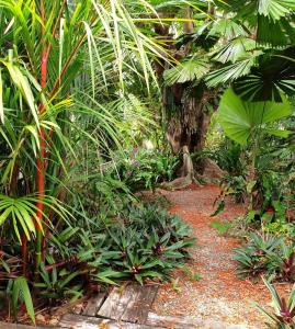 O grădină în afara Rainforest Castaways Resort and Spa
