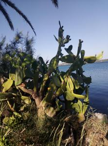 a cactus plant on the side of the water at Casa vacanze mare blu in Talamone