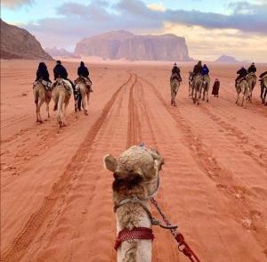 een groep mensen die paardrijden in de woestijn bij Bedouin Village Hostel in Wadi Rum
