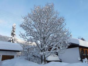 a tree covered in snow in front of a house at Haus am Weißenbach in Bad Hindelang