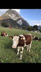 Eine Kuh steht auf einem Feld mit einem Berg im Hintergrund in der Unterkunft STUDIO THE COW in Kandersteg