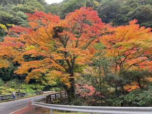 a tree with colorful leaves on the side of a road at Hoshi no Sato in Kirishima