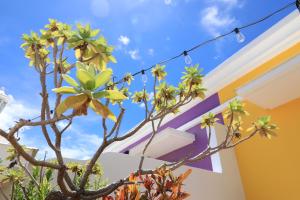Aed väljaspool majutusasutust Burano Yellow Villa
