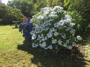 Zahrada ubytování Pa Road B&B Kerikeri NZ