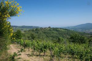 a row of grapes in a vineyard on a hill at Castello Di Montegonzi in Greve in Chianti