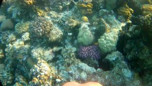 Billede fra billedgalleriet på Falak i Taba