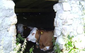 Tiere in diesem Bauernhof oder in der Nähe