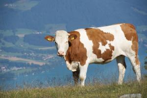 Tiere in diesem Bauernhof oder in der Nähe