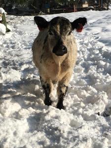 Gallery image of Chalupa u Pichlerů in Stachy