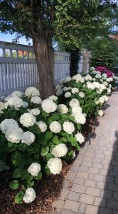 Une bande de fleurs blanches devant un arbre dans l'établissement Ferienwohnung Burkhardt, à Meissen