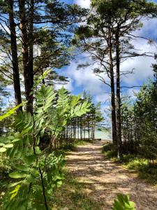 a path through the trees on the beach at Vējciems in Liepene