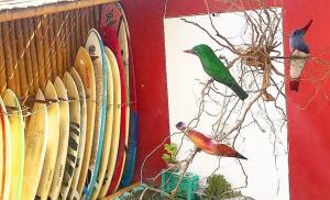 Surf House Chicama في بويرتو شيكاما: وجود طير أخضر جالس على فرع بجانب ألواح التزلج