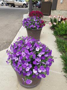 two pots of purple and purple flowers on a sidewalk at Dockside Inn in Cold Lake