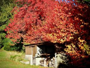 ein Baum mit roten Blättern neben einem kleinen Schuppen in der Unterkunft The Loft at Bealey in Arthur's Pass
