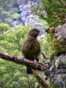a bird perched on top of a tree branch at The Loft at Bealey in Arthur's Pass