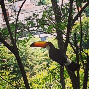 a bird with a large beak is sitting in a tree at Los Tarcos Guest House in San Salvador de Jujuy