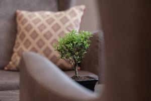 un petit arbre dans un pot assis sur une chaise dans l'établissement Hotel Argento, à San Ġiljan