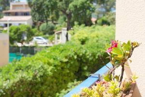 eine Pflanze, die auf dem Vorsprung eines Balkons sitzt in der Unterkunft Studio a Bormes les Mimosas a 400 m de la plage avec jardin clos et wifi in Bormes-les-Mimosas