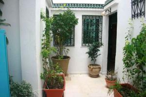 un patio con macetas en una pared blanca en 2 bedrooms apartement with city view furnished terrace and wifi at Tunis 4 km away from the beach en Túnez