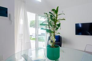 een groene potplant op een glazen tafel bij Rooms & Suites Princesa Leticia in Puerto del Carmen