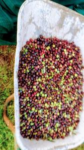 Foto sihtkohas Ližnjan asuva majutusasutuse Zelena kuća- GREEN HOUSE galeriist