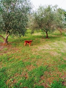 Foto sihtkohas Ližnjan asuva majutusasutuse Zelena kuća- GREEN HOUSE galeriist