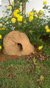 a large rock in the grass with yellow flowers at Pousada Canto dos Canários in Socorro