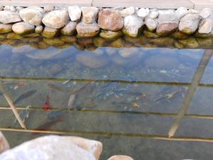 un estanque con un montón de peces dentro en Pousada Canto dos Canários en Socorro
