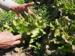a person holding a bunch of lettuce in a field at Lera de cal roger in Verdú