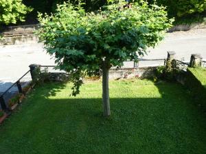 a small tree in the grass in a yard at Apartamento Binies in Isaba