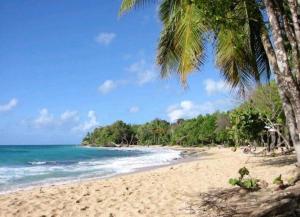 einen Sandstrand mit Palmen und dem Meer in der Unterkunft Appartement cosy à Ducos + Terrasse in Ducos