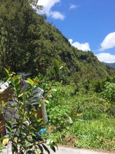 a mountain covered in trees and plants with a road at Bungalow d'une chambre avec jardin a Hell Bourg in Hell-Bourg